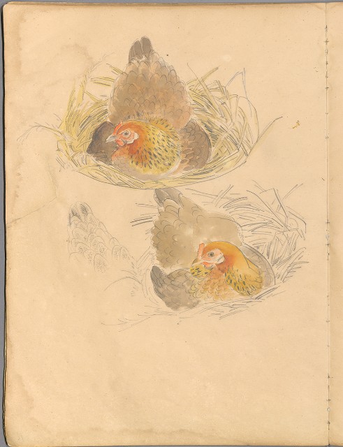 藏品:花草、鳥、魚等036的(32)張圖片