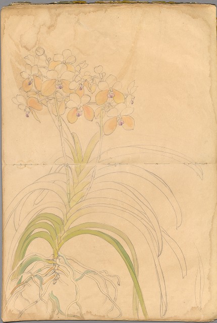 藏品:花草、鳥、魚等036的(33)張圖片