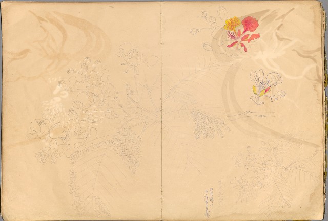 藏品:花草、鳥、魚等036的(34)張圖片