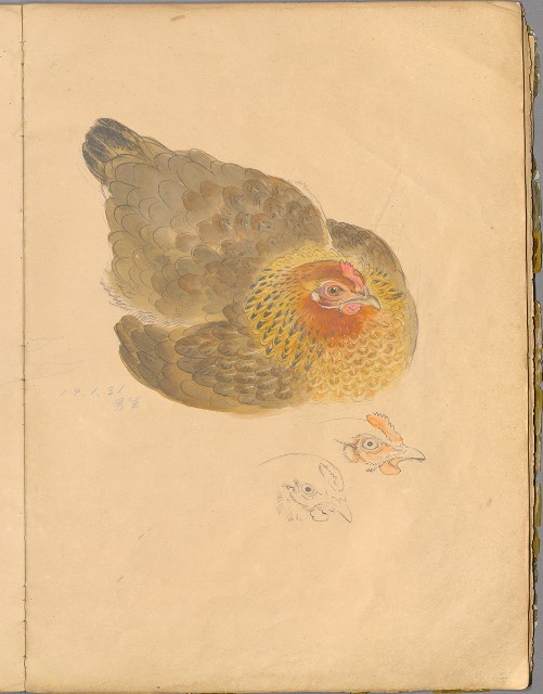 藏品:花草、鳥、魚等036的(35)張圖片