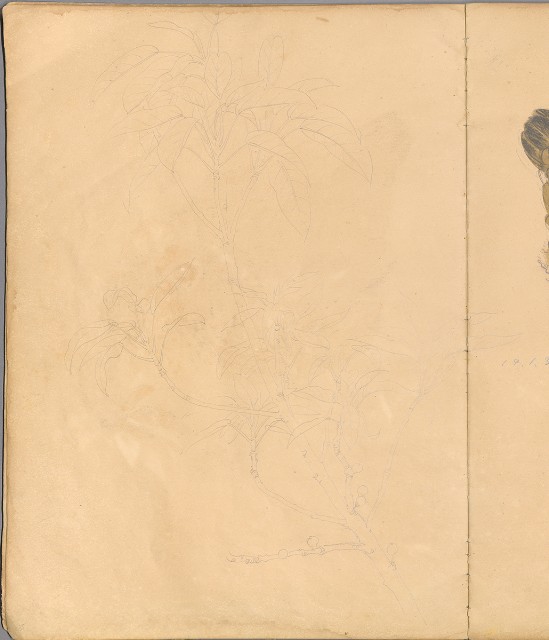 藏品:花草、鳥、魚等036的(36)張圖片