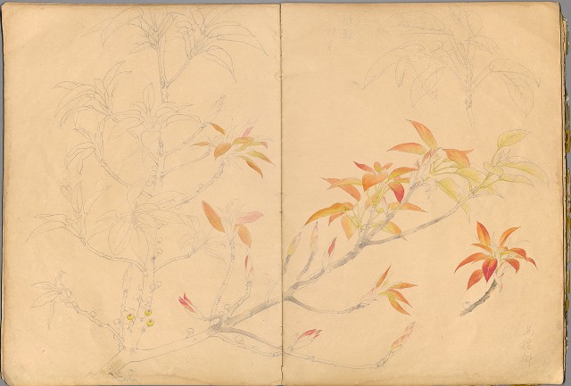 藏品:花草、鳥、魚等036的(37)張圖片