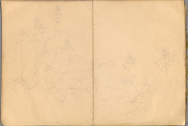 藏品:花草、鳥、魚等036的(38)張圖片