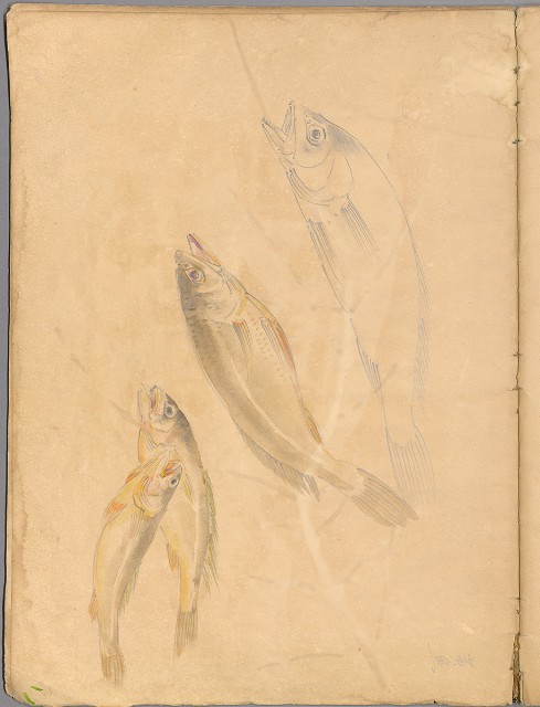 藏品:花草、鳥、魚等036的(40)張圖片