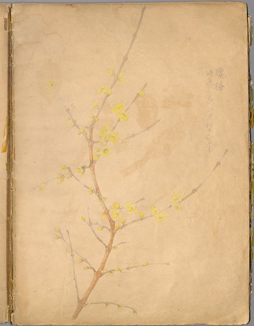 藏品:花草、鳥、魚等036的(41)張圖片