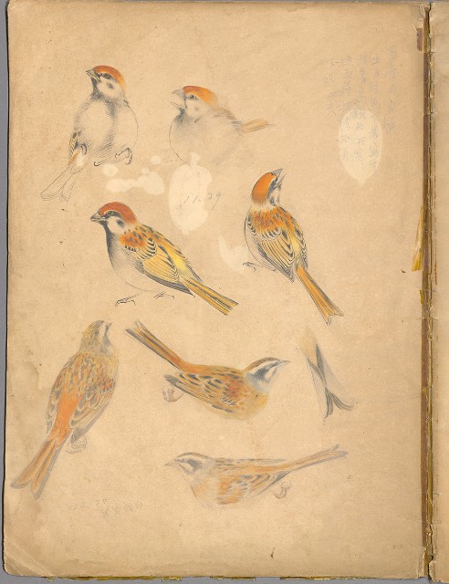 藏品:花草、鳥、魚等036的(42)張圖片