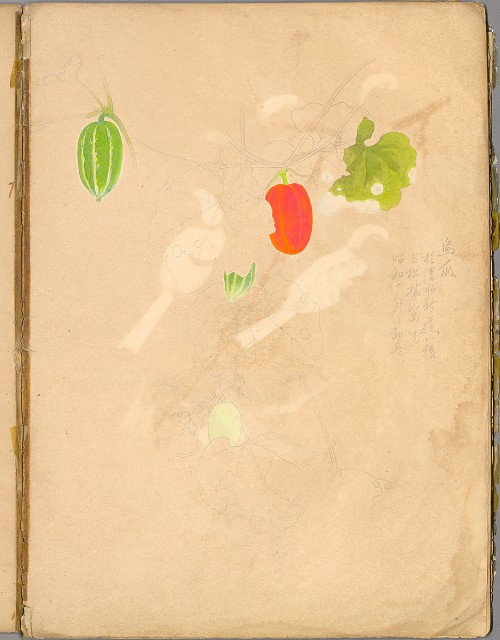 藏品:花草、鳥、魚等036的(43)張圖片