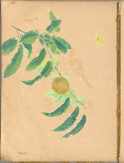 藏品:花草、鳥、魚等036的(44)張圖片