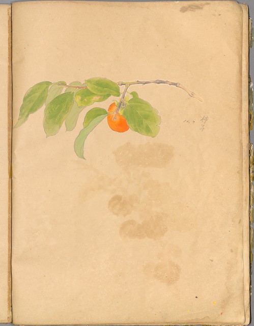 藏品:花草、鳥、魚等036的(46)張圖片