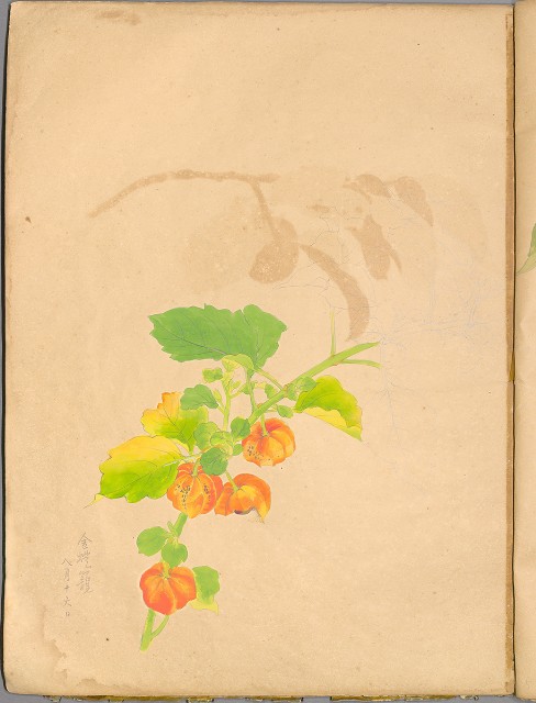 藏品:花草、鳥、魚等036的(47)張圖片