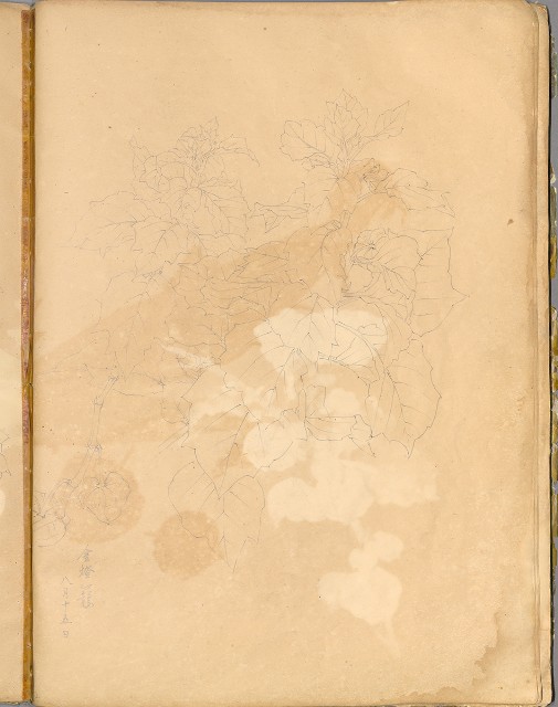 藏品:花草、鳥、魚等036的(48)張圖片