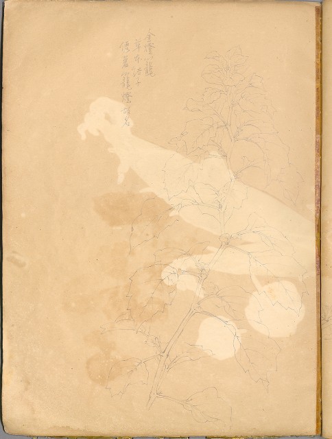 藏品:花草、鳥、魚等036的(49)張圖片