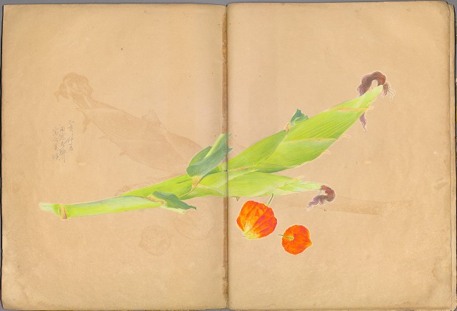 藏品:花草、鳥、魚等036的(50)張圖片