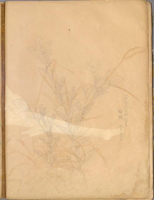 藏品:花草、鳥、魚等036的(51)張圖片