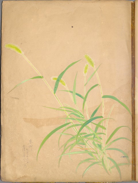 藏品:花草、鳥、魚等036的(52)張圖片