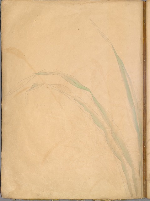 藏品:花草、鳥、魚等036的(53)張圖片