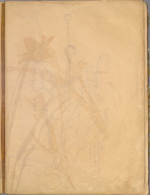 藏品:花草、鳥、魚等036的(54)張圖片