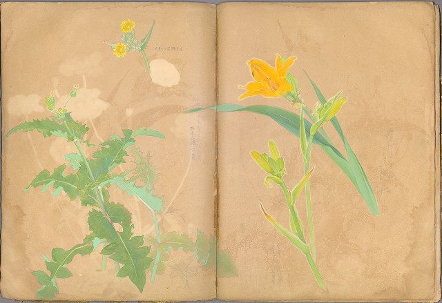 藏品:花草、鳥、魚等036的(55)張圖片