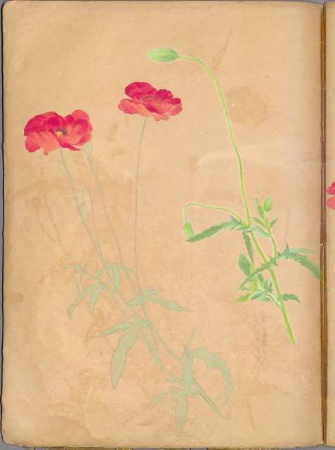 藏品:花草、鳥、魚等036的(56)張圖片