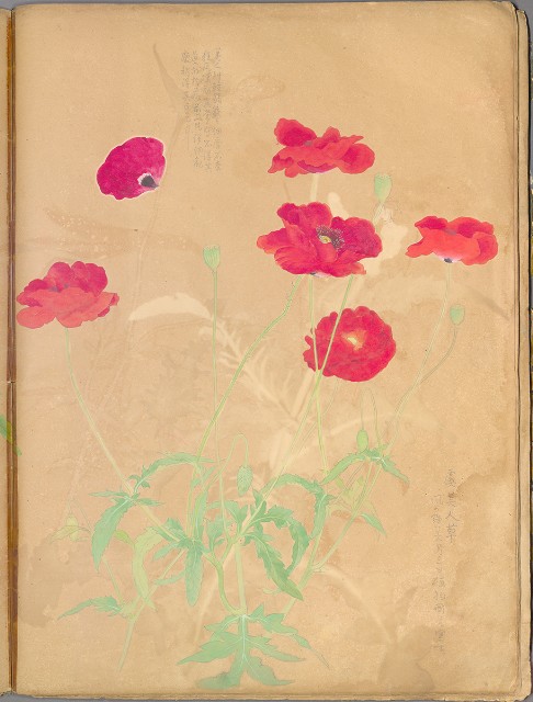 藏品:花草、鳥、魚等036的(57)張圖片