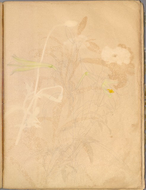 藏品:花草、鳥、魚等036的(58)張圖片