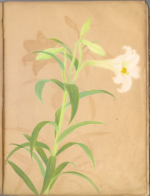 藏品:花草、鳥、魚等036的(59)張圖片