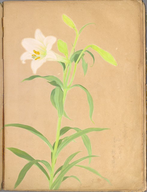 藏品:花草、鳥、魚等036的(60)張圖片