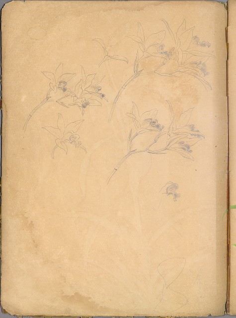 藏品:花草、鳥、魚等036的(61)張圖片