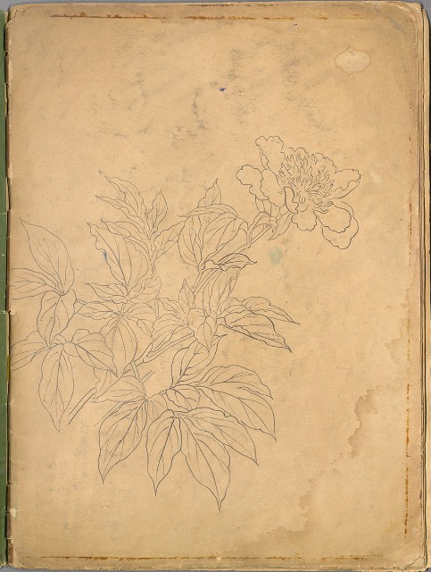 藏品:花草、鳥、魚等036的(62)張圖片