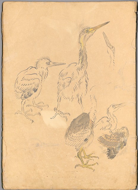 藏品:花、鳥等037的(1)張圖片