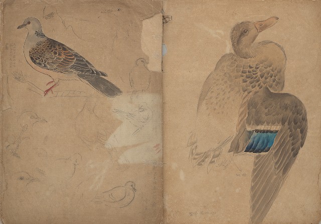 藏品:Sketchbook: Animals, Plants, and Landscapes of the Japanese Colonial Period的(33)張圖片