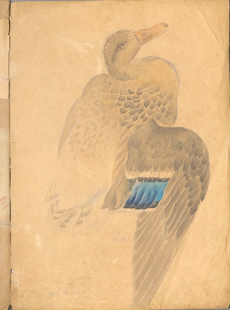 藏品:花、鳥等037的(2)張圖片