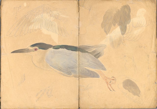 藏品:日治時期動物及植物、景觀等寫生集的(4)張圖片