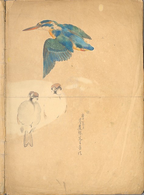 藏品:花、鳥等037的(5)張圖片