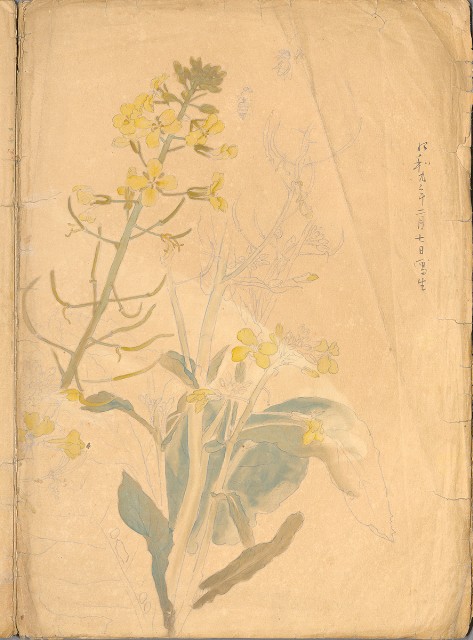 藏品:花、鳥等037的(8)張圖片