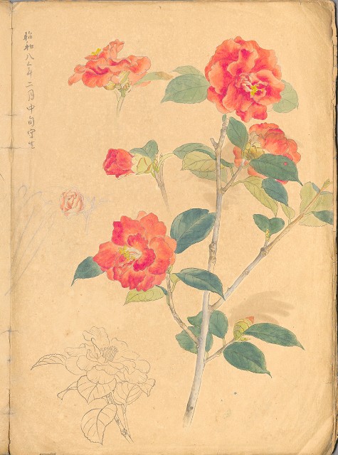 藏品:日治時期動物及植物、景觀等寫生集的(10)張圖片