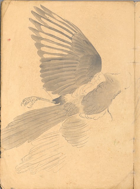 藏品:花、鳥等037的(11)張圖片