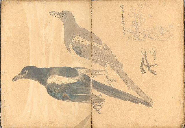 藏品:日治時期動物及植物、景觀等寫生集的(12)張圖片