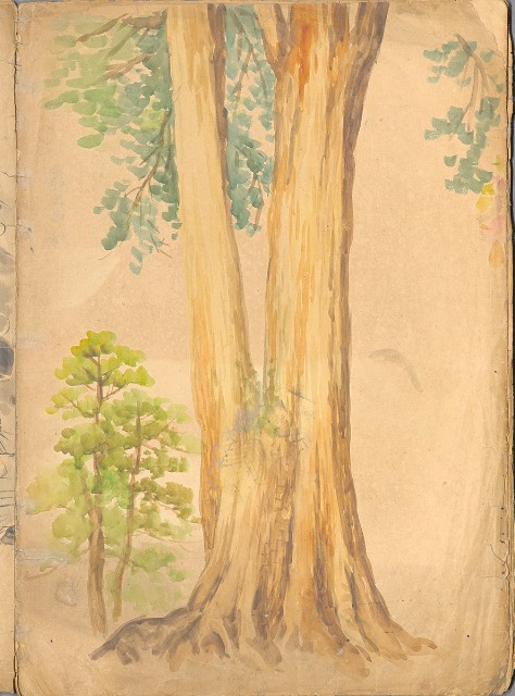藏品:日治時期動物及植物、景觀等寫生集的(13)張圖片