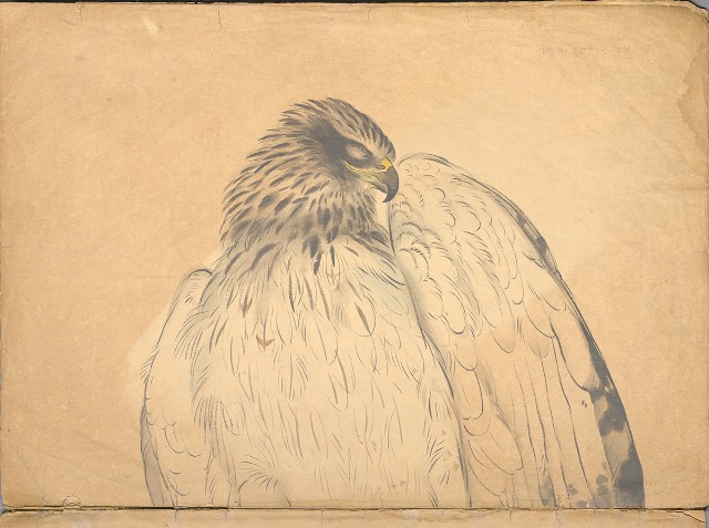 藏品:日治時期動物及植物、景觀等寫生集的(16)張圖片