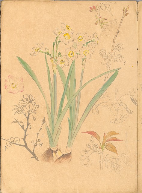 藏品:花、鳥等037的(20)張圖片