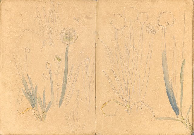 藏品:花、鳥等037的(22)張圖片