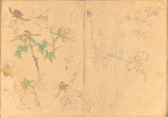 藏品:日治時期動物及植物、景觀等寫生集的(23)張圖片