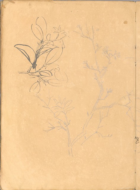 藏品:日治時期動物及植物、景觀等寫生集的(25)張圖片