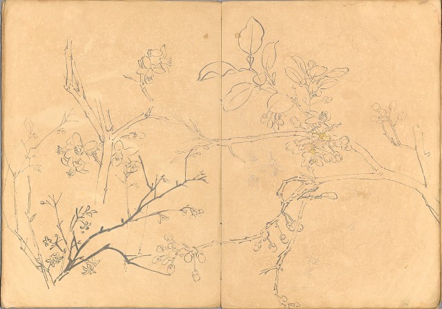 藏品:日治時期動物及植物、景觀等寫生集的(26)張圖片