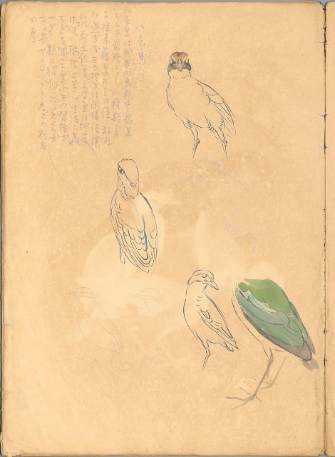 藏品:日治時期動物及植物、景觀等寫生集的(30)張圖片