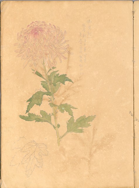 藏品:花、鳥等037的(34)張圖片