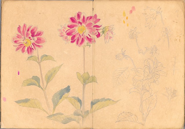 藏品:花、鳥等037的(37)張圖片