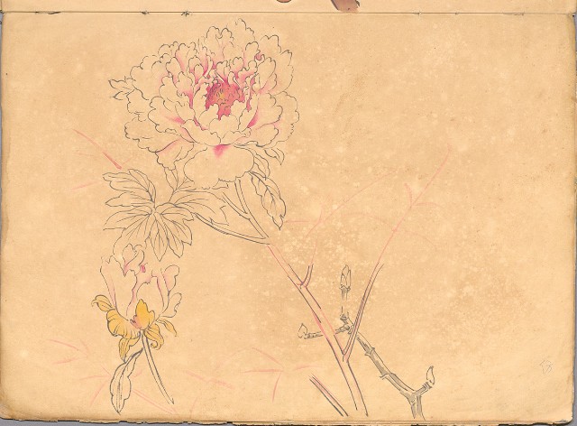 藏品:花、鳥等037的(43)張圖片