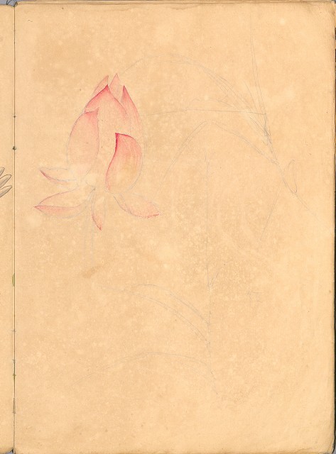 藏品:花、鳥等037的(44)張圖片